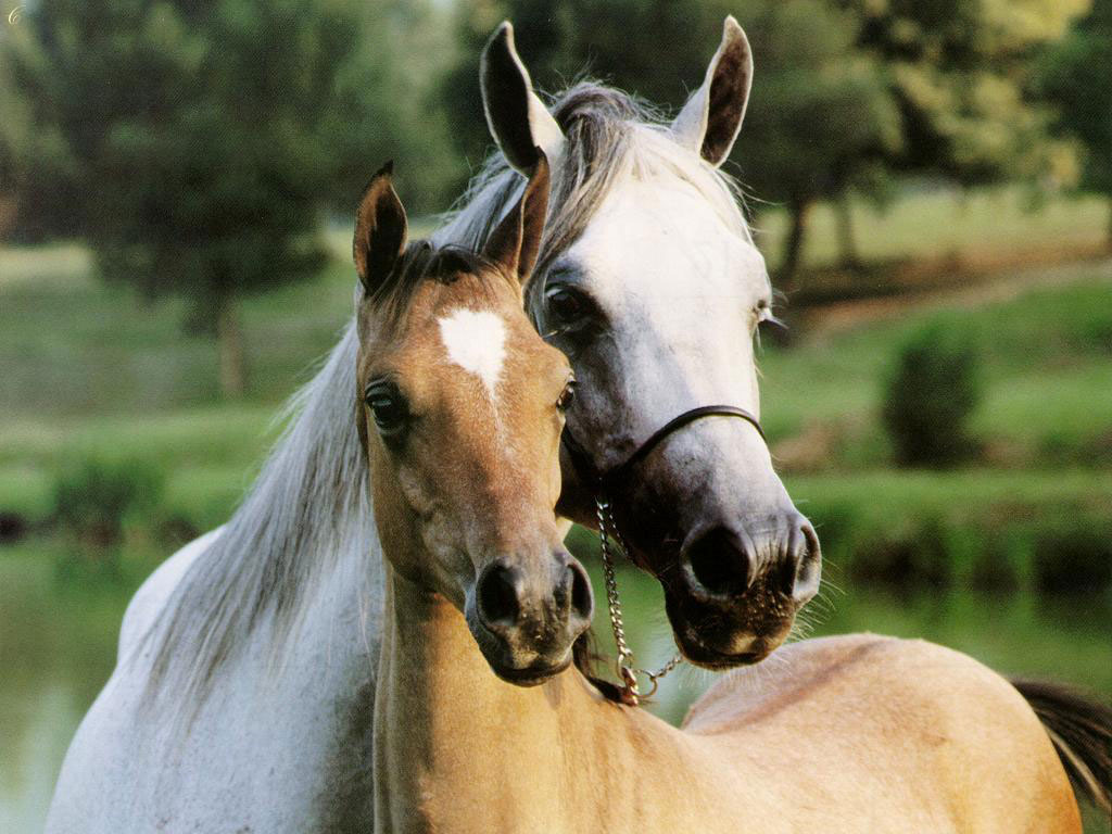 horse.jpg